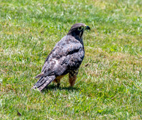 New Zealand falcon
