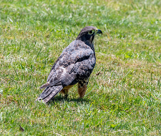 New Zealand falcon