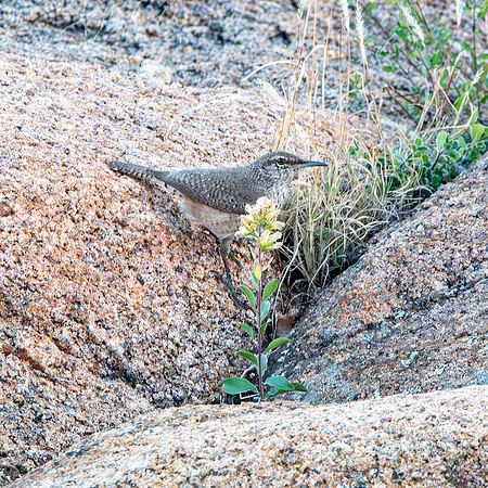 Rock wren