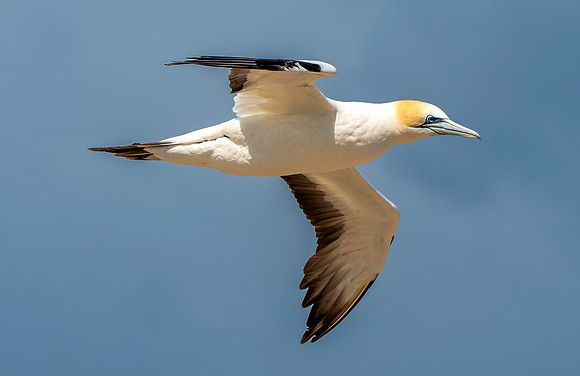 Southern, Australasian Gannet