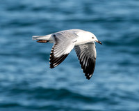 Black billed gull