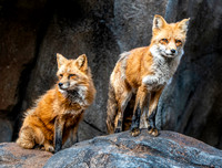 Red fox
