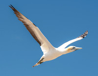 Southern, Australasian Gannet