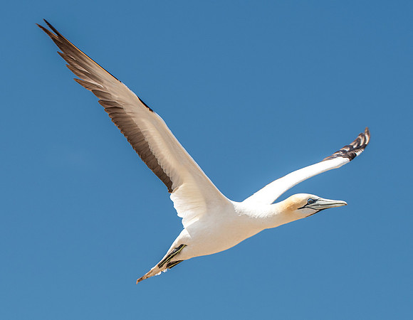 Southern, Australasian Gannet