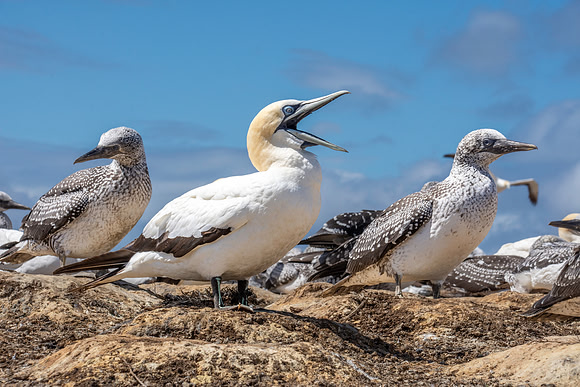 Southern, Australasian Gannet