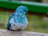 Red rumped parrot