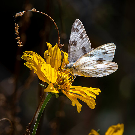 Chequered /checkered white