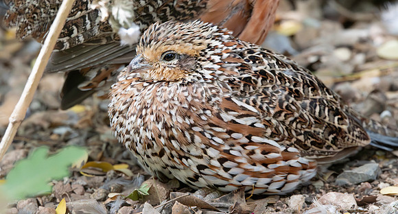 Montezuma quail