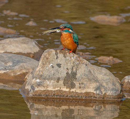 Little Indian Kingfisher