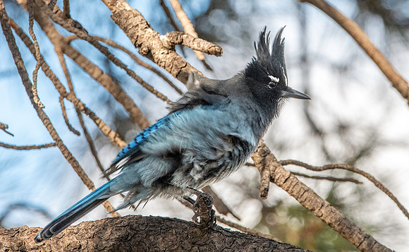 Steller's jay