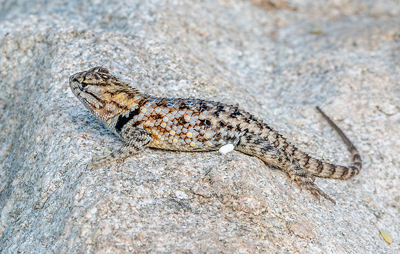 Desert spiny lizard