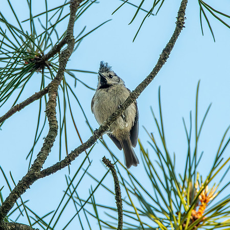 Crested tit