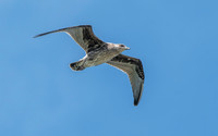 Kelp gull