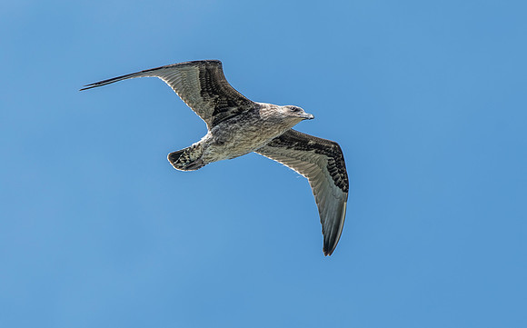 Kelp gull