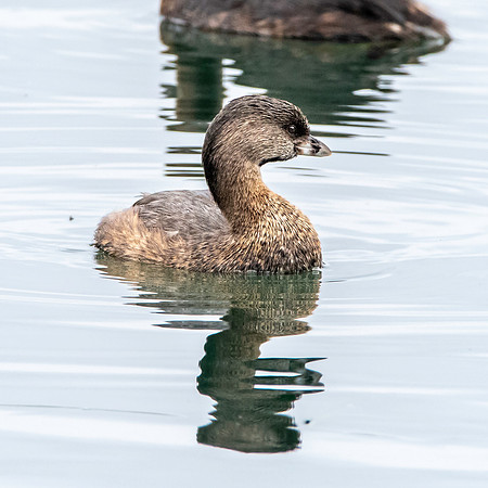 Pied billed grebe