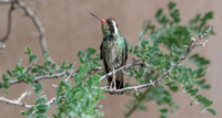 White eared hummingbird