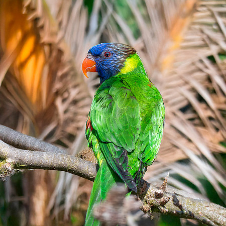 Coconut lorikeet