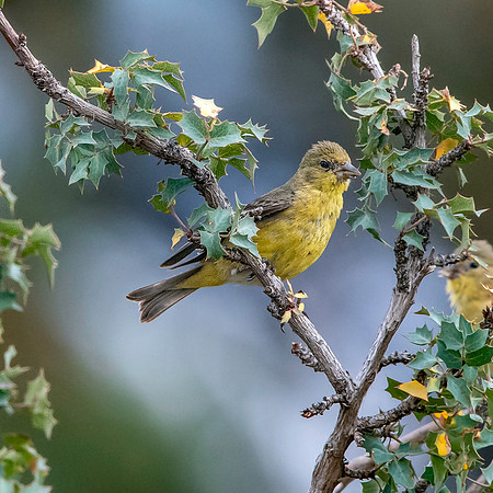 Lesser goldfinch