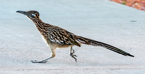 Greater roadrunner