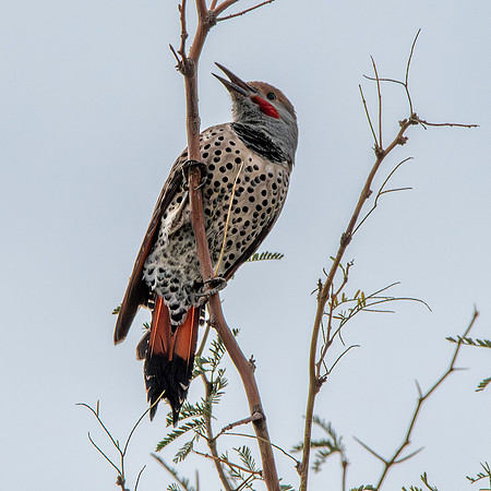 Northern flicker
