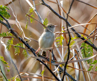 Rufous fronted prinia