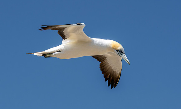 Southern, Australasian Gannet