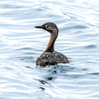 New Zealand dabchick
