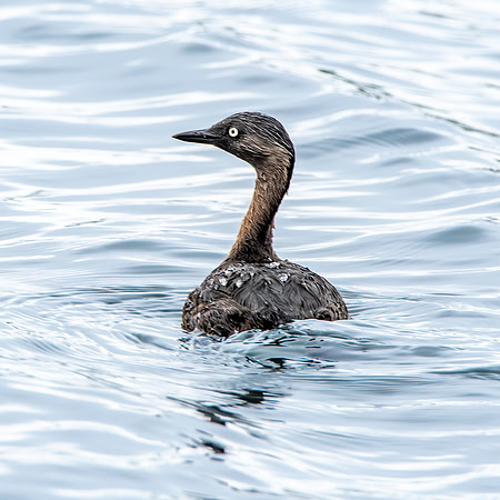 New Zealand dabchick