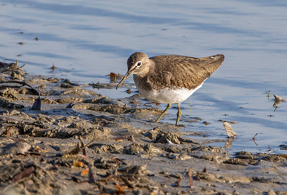 Green sandpiper