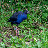Australasian swamphen, immature