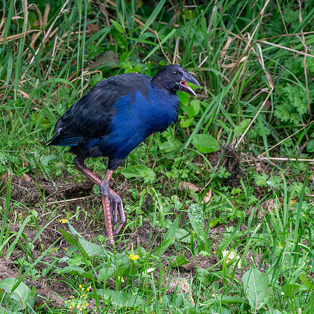 Australasian swamphen, immature