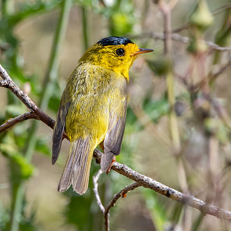 Wilson's warbler
