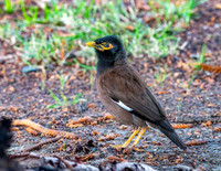 Common myna
