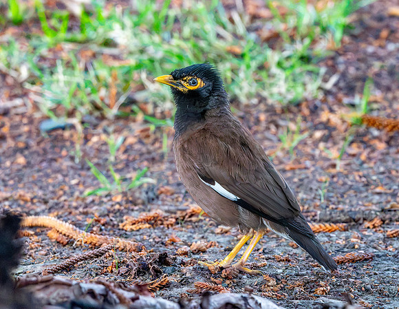Common myna