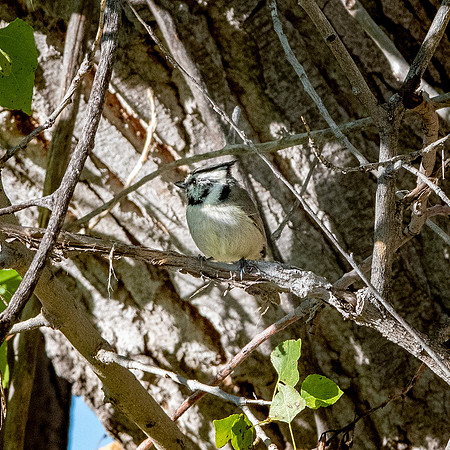 Bridled titmouse