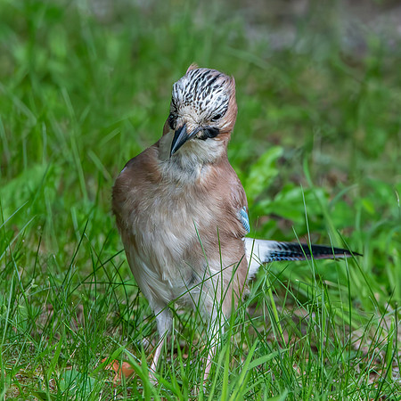 Eurasian Jay