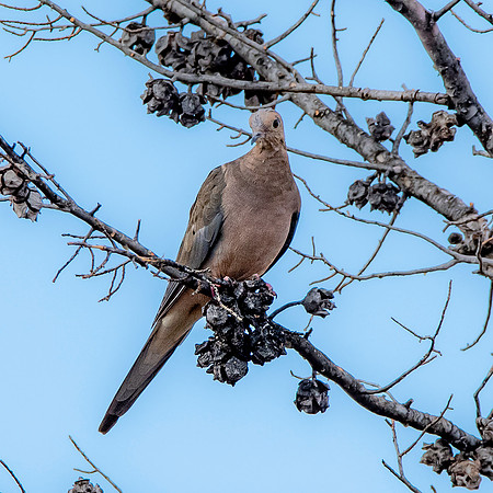 Mourning dove