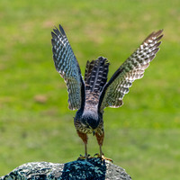 New Zealand falcon
