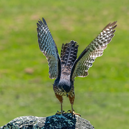New Zealand falcon