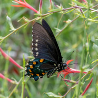 Pipevine swallowtail