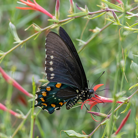 Pipevine swallowtail