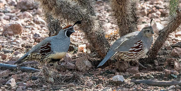 Gambel's Quail