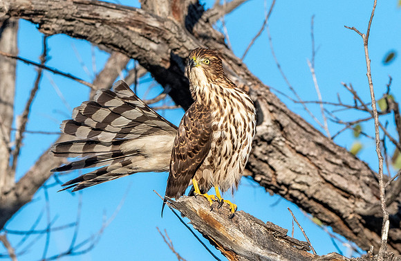 Cooper's hawk