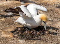 Southern, Australasian Gannet