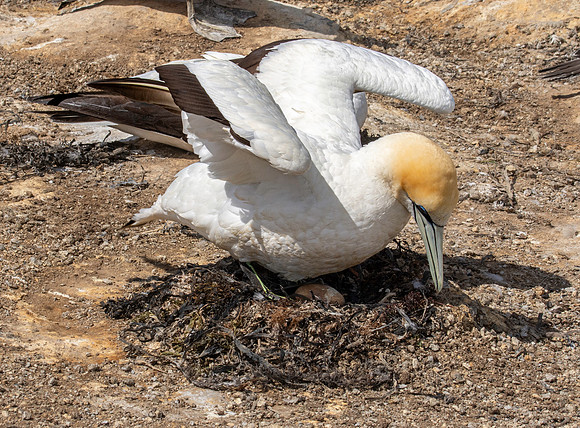 Southern, Australasian Gannet
