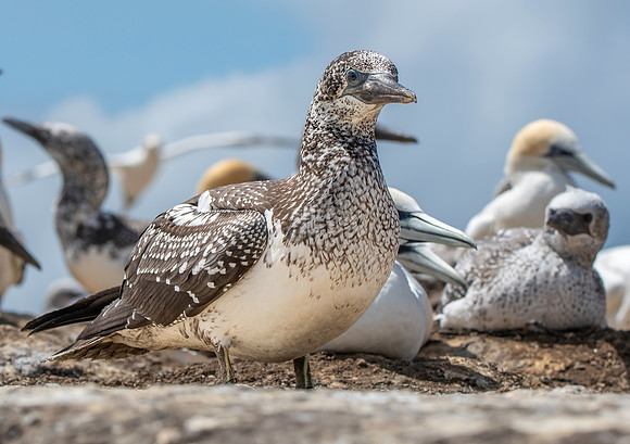 Southern, Australasian Gannet, immature