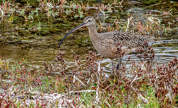 Long billed curlew