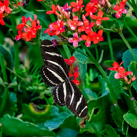 Zebra longwing