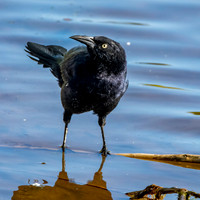 Great tailed grackle