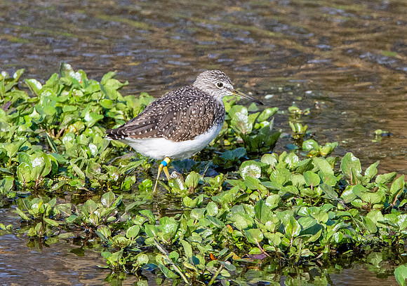 Green sandpiper